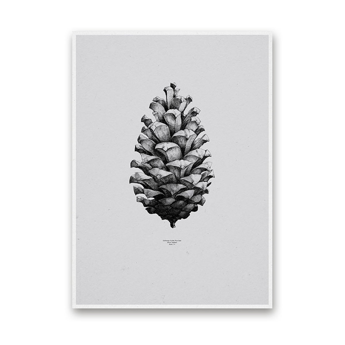 Paper Collective - Nature 1:1 Pine Cone (grey)