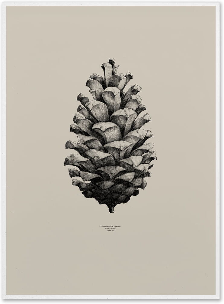 Paper Collective - Nature 1:1 Pine Cone (sand)