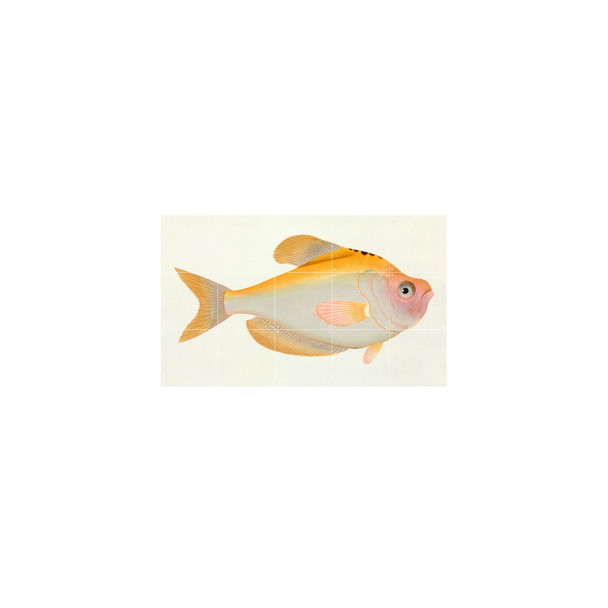IXXI - Gelber Fisch (Bloch), 100 x 60 cm