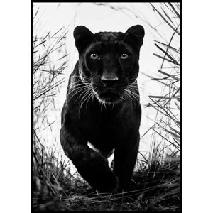 Printi Bagheera black leopard Plakat
