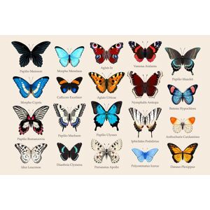 Generic Fjärilar affisch 50×70 CM