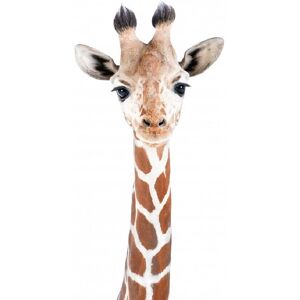 Kathrin Pienaar Baby Giraffe - 50x70 cm