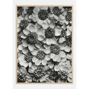 Bildverkstad Black And White Flowers Plakat (50x70 Cm)