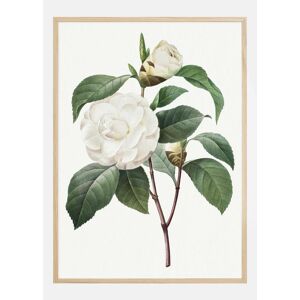 Bildverkstad White Rose Plakat (50x70 Cm)