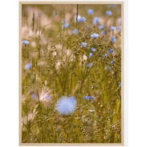 Bildverkstad Summer Fields I Plakat (50x70 Cm)