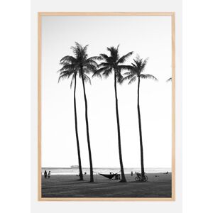 Bildverkstad Black And White Palm Trees  Plakat (21x29.7 Cm (A4))