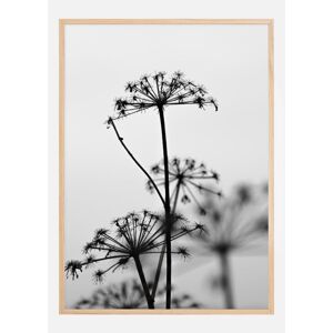 Bildverkstad Black And White Flowers Plakat (50x70 Cm)