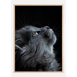 Bildverkstad Kitten Plakat (50x70 Cm)