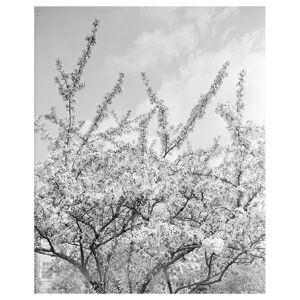 Legendarte Cuadro lienzo - Ramas de floración blanca - 60x90cm
