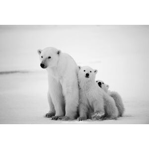 Hexoa Cuadro de animales familia oso polar impresión sobre lienzo 90x60cm