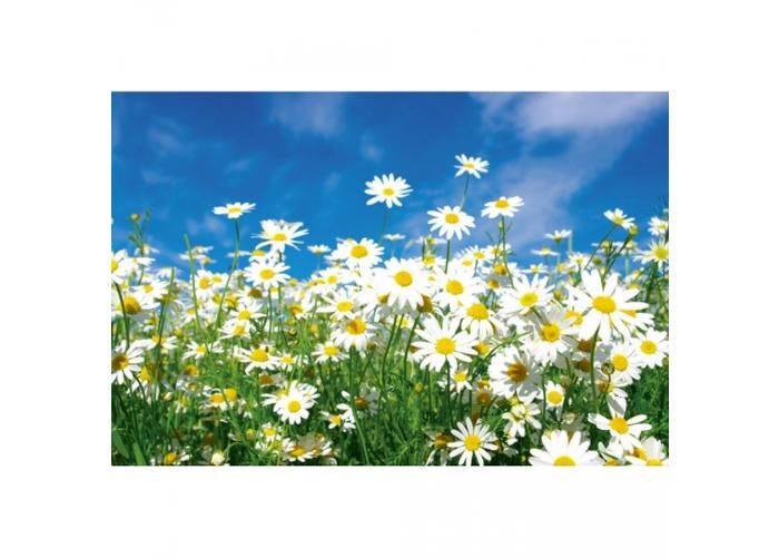 Fleece kuvatapetti Daisies 375x250 cm