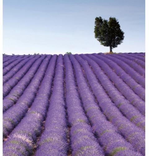 Fleece kuvatapetti Lavender field 225x250 cm