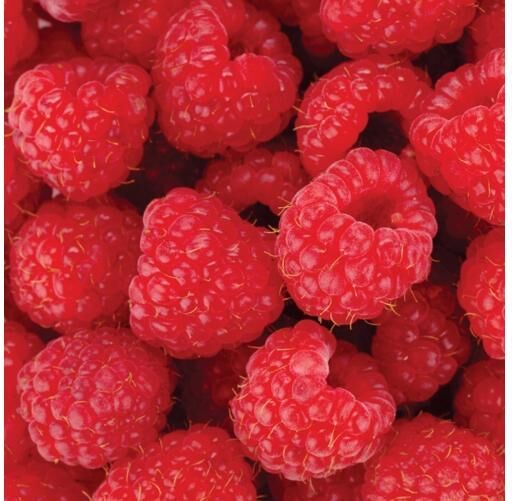 Lattiatarra Raspberries 170x170 cm