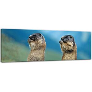 Bilderdepot24 Impression d'art Marmotte 90x30 cm Image sur Toile Mondes animales Rongeur Deux marmottes en Plein air - Publicité