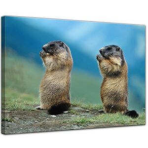 Bilderdepot24 Impression d'art Marmotte 80x60 cm Image sur Toile Mondes animales Rongeur Deux marmottes en Plein air - Publicité