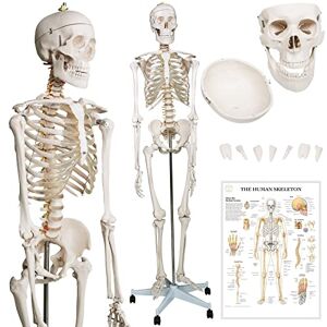 Jago ® Squelette Anatomique Corps Humain Taille Réelle, 181,5 cm, PVC, avec Affiche du Corps Humain, Support, Roues Squelette Humain, Anatomie Humaine, Maquette du Corps Humain - Publicité