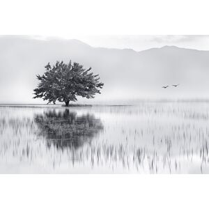 Hexoa Tableau nature reflets d'eau imprime sur alu 60x40cm