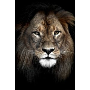 Ceanothe Tableau sur verre lion dans l'ombre 45x65 cm