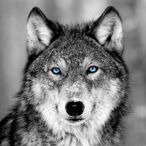 Ceanothe Tableau sur verre synthetique loup aux yeux bleus 90x90 cm
