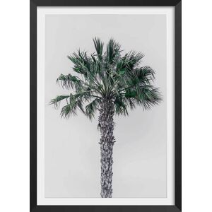 Hexoa Affiche coconut palm avec cadre noir 40x60 cm