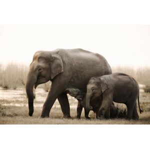 Ceanothe Tableau sur verre famille d'elephants 45x65 cm