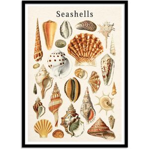 Wall Editions Affiche 50x70 cm et cadre noir - Seashells collection - Gal Design - Publicité