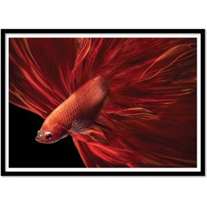 Wall Editions Affiche 50x70 cm et cadre noir - Red fir Bettafish - Antonyus Bunjami - Publicité