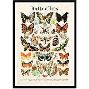 Wall Editions Affiche 50x70 cm et cadre noir - Butterflies collection - Gal Design