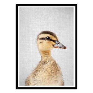 Wall Editions Affiche 50x70 cm et cadre noir - Duckling - Gal Design - Publicité