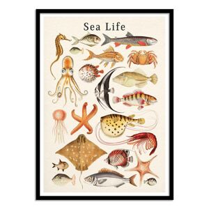 Wall Editions Affiche 50x70 cm et cadre noir - Sea life collection - Gal Design - Publicité