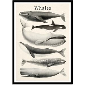 Wall Editions Affiche 50x70 cm et cadre noir - Whales collection - Gal Design - Publicité