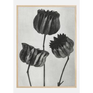 Bildverkstad Grey Flower V Poster (70x100 cm) - Publicité
