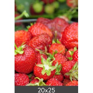 Egen tillverkning - Kundbild Agrandissement Standard Photo Glossy 290 g (20x25 cm/Agrandissement - FineArt Photo Glossy)