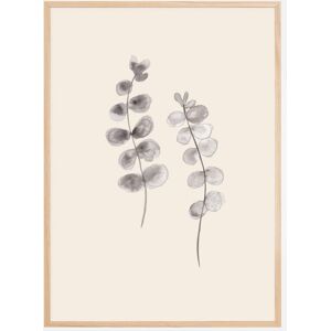 Bildverkstad Eucalyptus Twigs Poster (50x70 cm)