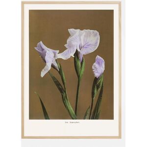 Bildverkstad Iris Kabmpferi no2 Poster (50x70 cm)