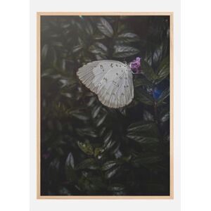 Bildverkstad Butterfly Poster (70x100 cm)