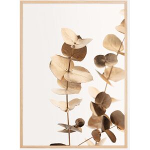 Bildverkstad Eucalyptus Gold I Poster (70x100 cm)