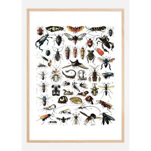 Bildverkstad Planche avec insectes I Poster (50x70 cm)
