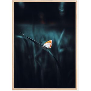 Bildverkstad A Lonely Butterfly Poster (21x29.7 cm (A4))