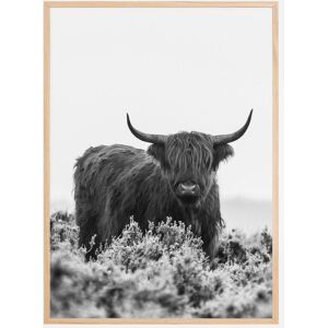 Bildverkstad Highlander BW Poster (70x100 cm) - Publicité