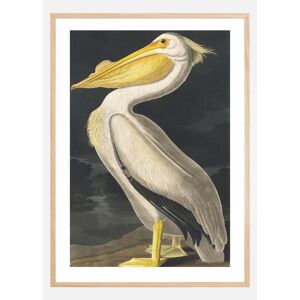 Bildverkstad American White Pelican Poster (70x100 cm) - Publicité