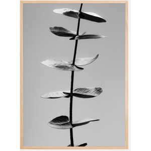 Bildverkstad Eucalyptus Bw Poster (21x29.7 cm (A4))