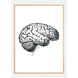 Bildverkstad Planche avec parties du cerveau Poster (40x50 cm)