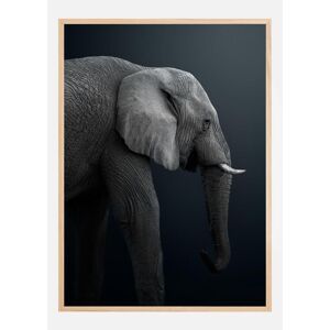 Bildverkstad Namibian Elephant Poster (70x100 cm) - Publicité