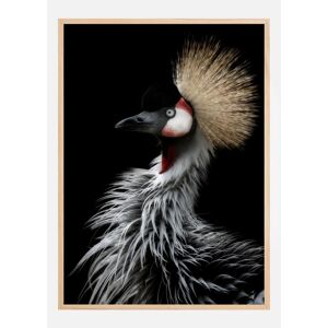 Bildverkstad Crowned cranes portrait Poster (70x100 cm) - Publicité