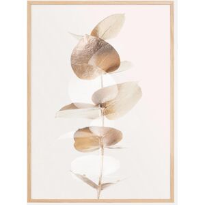 Bildverkstad Eucalyptus Creative Gold III Poster (70x100 cm)