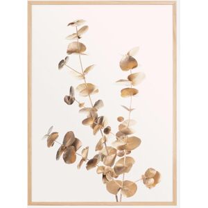 Bildverkstad Eucalyptus Gold II Poster (21x29.7 cm (A4))