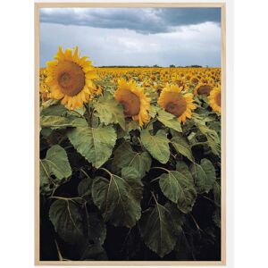 Bildverkstad Sunflowers Poster (21x29.7 cm (A4))