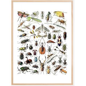 Bildverkstad Planche avec insectes II Poster (70x100 cm)