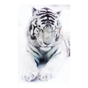 ARTIS Stampa su plexiglass Tigre 80x120 cm